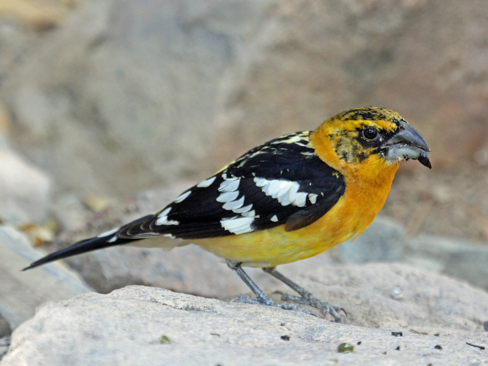 image Yellow Grosbeak